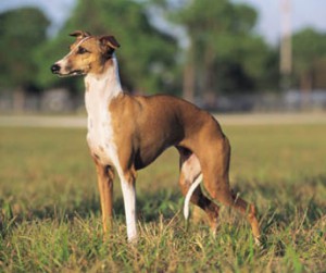 greyhound-anglicky-chrt-6.jpg